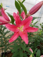 [5395 Viviana 2N VZ No01.JPG]